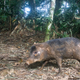 Image for article titled How Scientists Use Hidden "Camera Traps" to Get Incredible Cameos of Animals in the Wild
